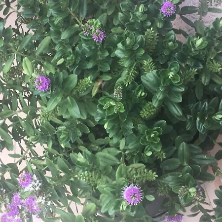 L'echappee Belle Apartment *