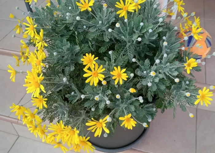 L’echappée Belle Appartement